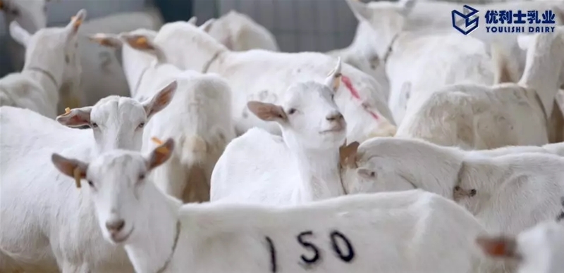 ���M�Ї����̳ǣ�ȥ̽����һ�������̡�����Ĺ���