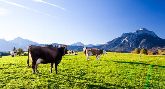 �{���ٶȣ�ȫ�a(ch��n)�I(y��)朲��� �������ĸ�����