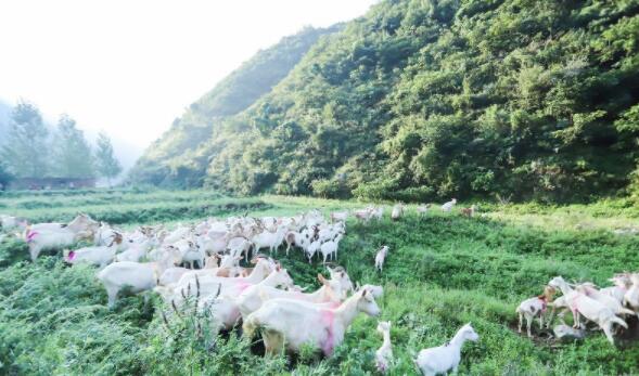 ����Դ��I��11����� ����õ����̷۶���ƴ��