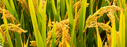 �A�ό�ؐ�ЙC(j��)���׃����������� ��������I�B(y��ng)������