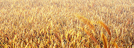 �A�ό�ؐ�ЙC(j��)���׃����������� ��������I�B(y��ng)������